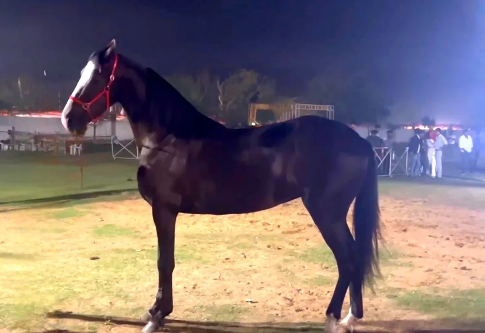 2Teeth Filly winner of the competition Jasra Show 2024