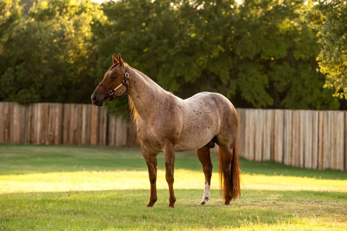 Horse Breeds
