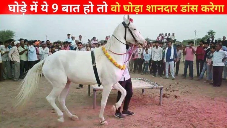 घोड़े में ये 9 गुण हों तो वह घोड़ा बहुत शानदार डांस करेगा।