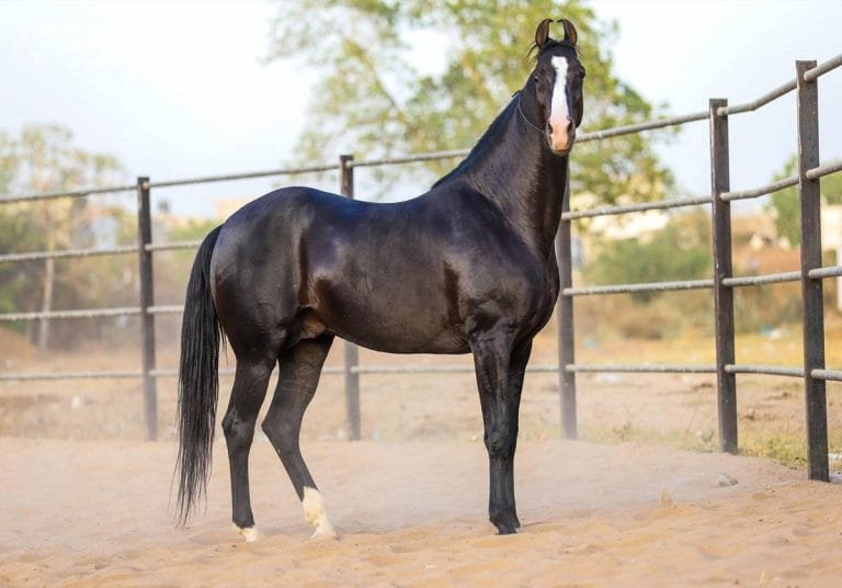 Marwari horse
