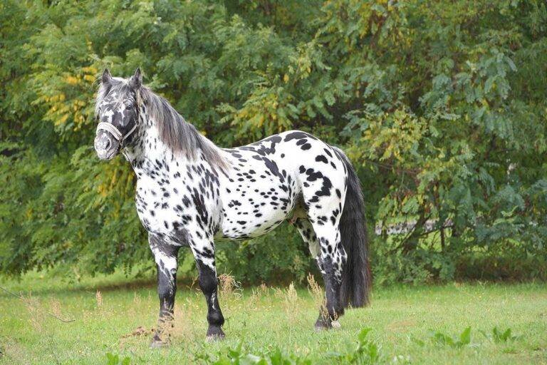 Unique Horse Breeds