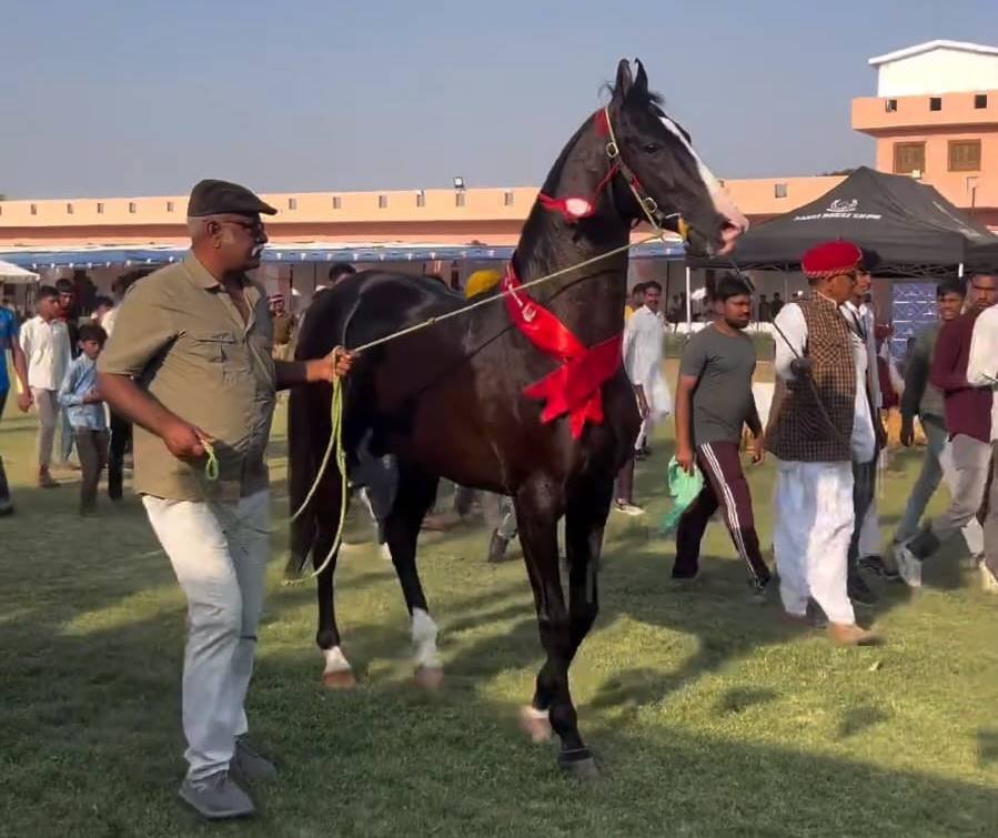 Saptansh Horse and Punjab's horse won the 1st prize in the stallion category