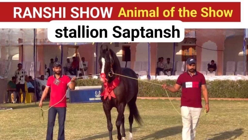 Saptansh Horse and Punjab's horse won the 1st prize in the stallion category