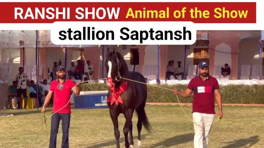 Saptansh Horse and Punjab's horse won the 1st prize in the stallion category