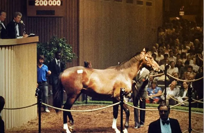 Expensive Horse