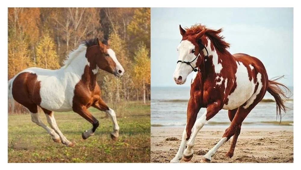 American Indian Horse