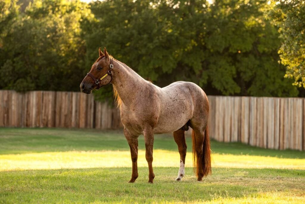 American Quarter Horse