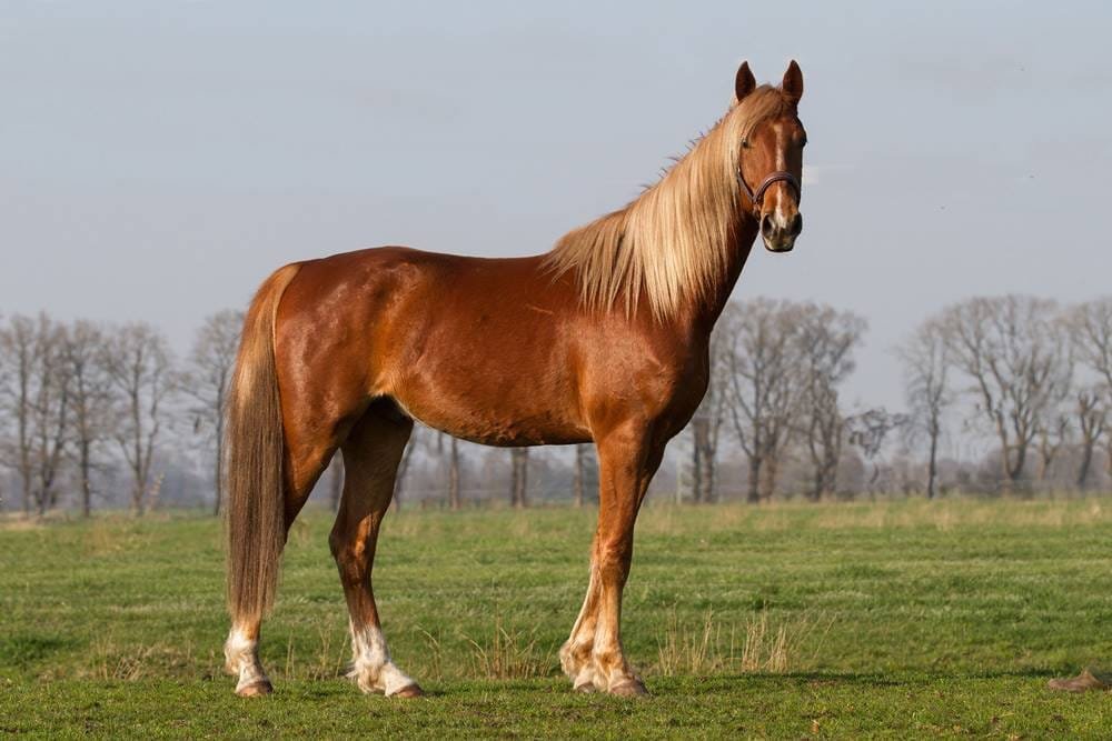 American Saddlebred