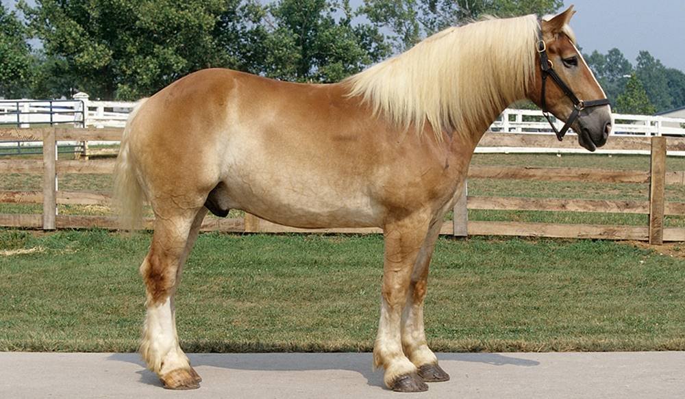 Belgian Draft Horse