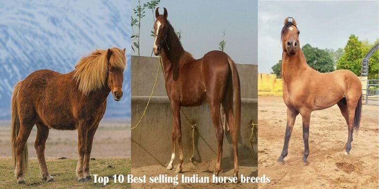 Best Selling Indian Horse Breeds