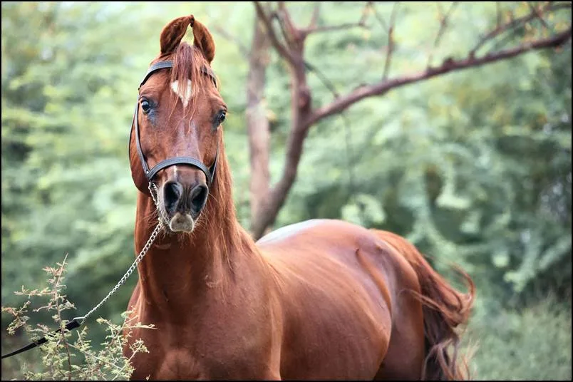 Kathiawari Horse Breed : A Legacy of Beauty and Strength