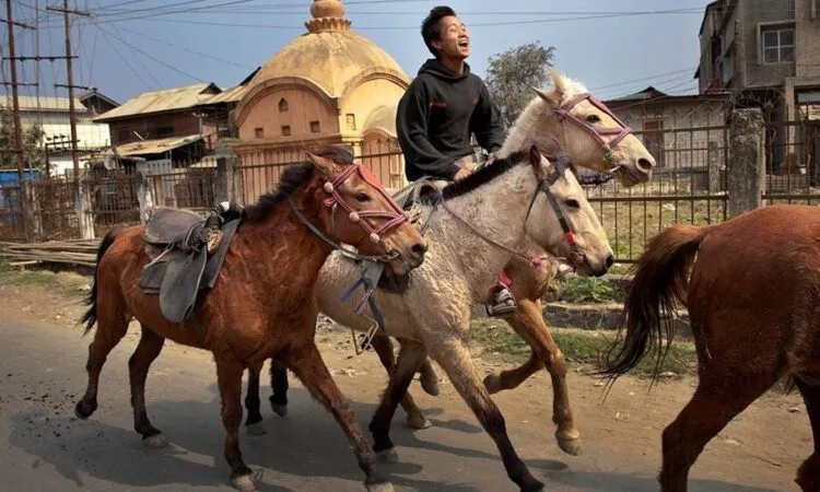 Manipuri Pony Manipuri Pony