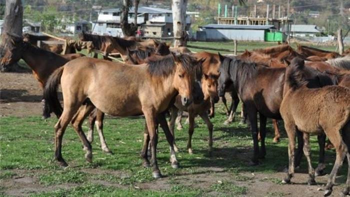 Manipuri Pony