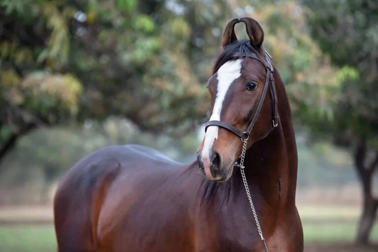 Marwari horse facts, Marwari Horses