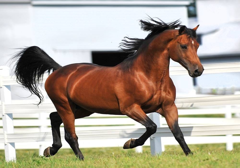 Morgan Horse, Morgan Horse Breed