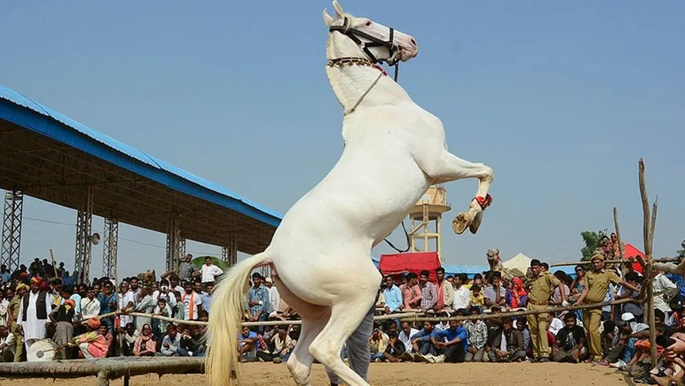 Pushkar Fair