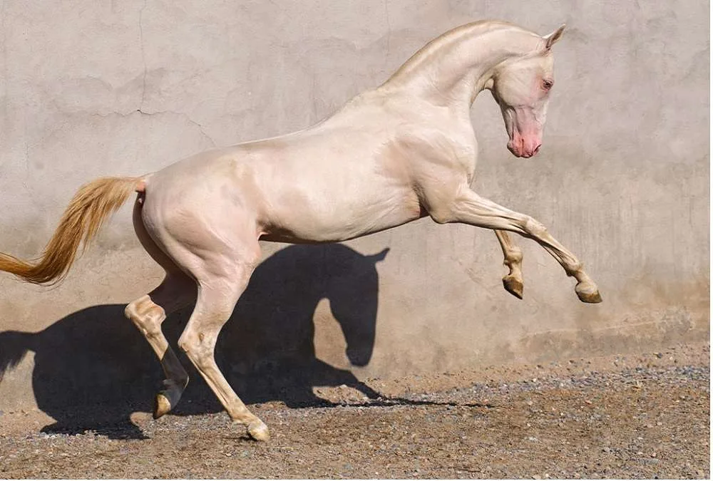 akhal-teke