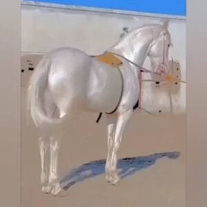 "Heavenly Horses" : The Spectacle of Akhal-Teke Beauty Contest in