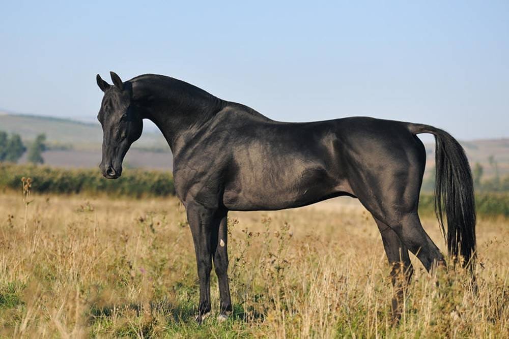 Smallest horse breeds
