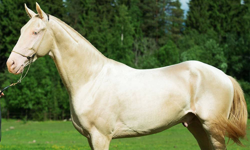 Rarest Horse Breeds Of The World 2024