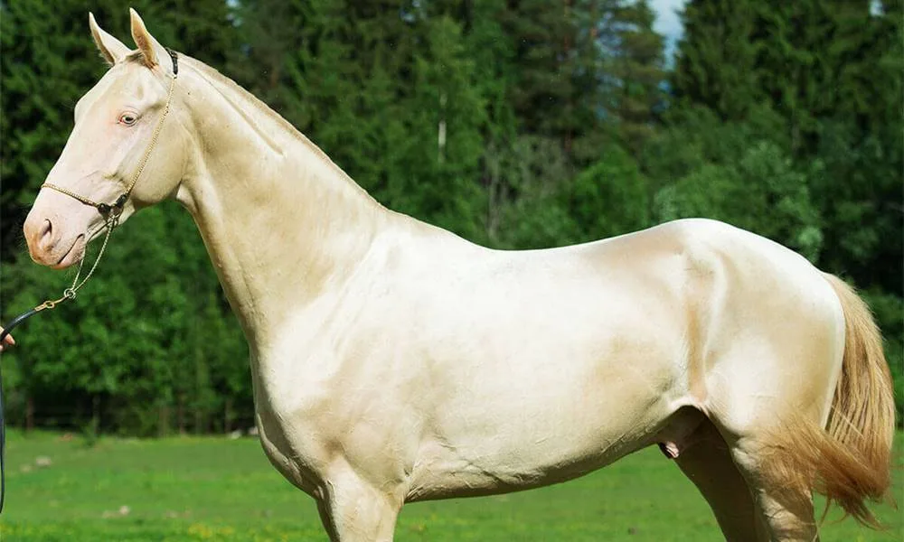 Rarest Horse Breeds Of The World 2024