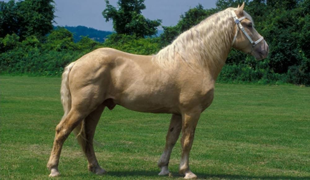Rarest Horse Breeds Of The World 2024