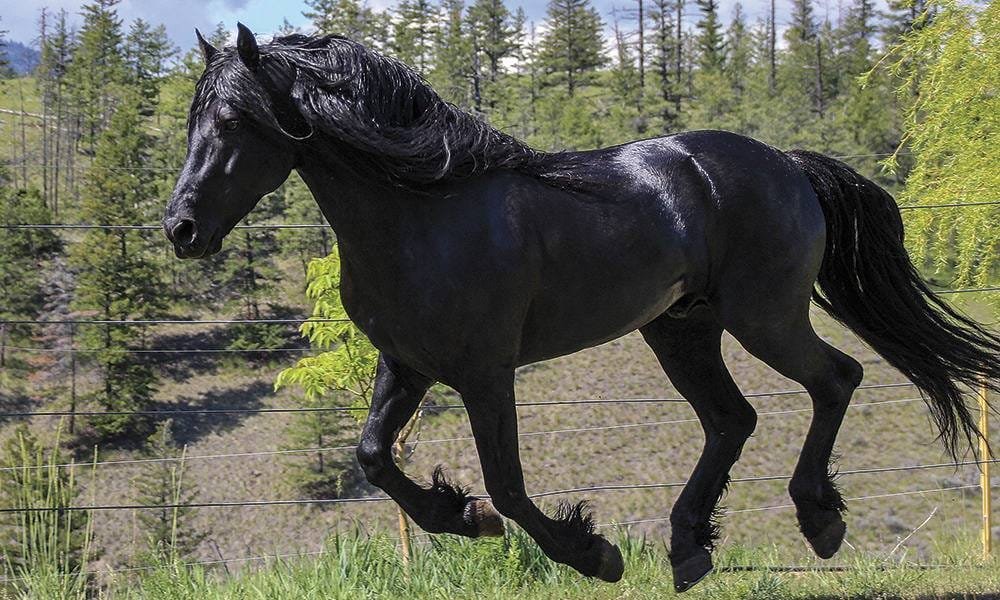 Rarest Horse Breeds Of The World 2024