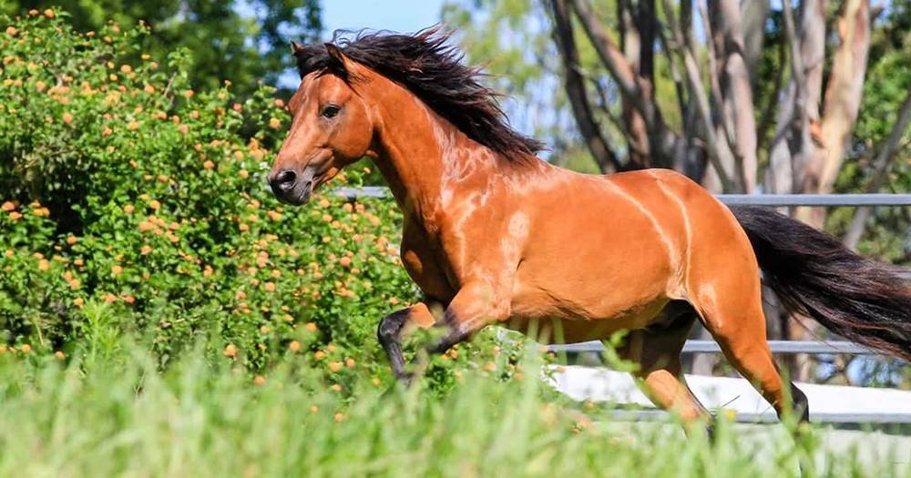 Rarest Horse Breeds Of The World 2024