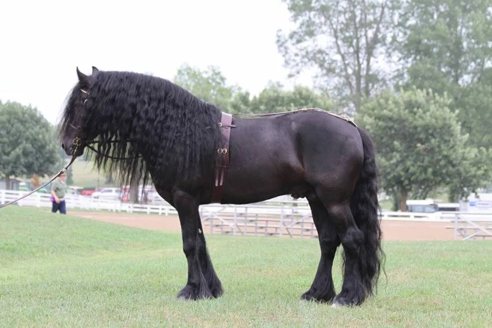 Rarest Horse Breeds Of The World 2024