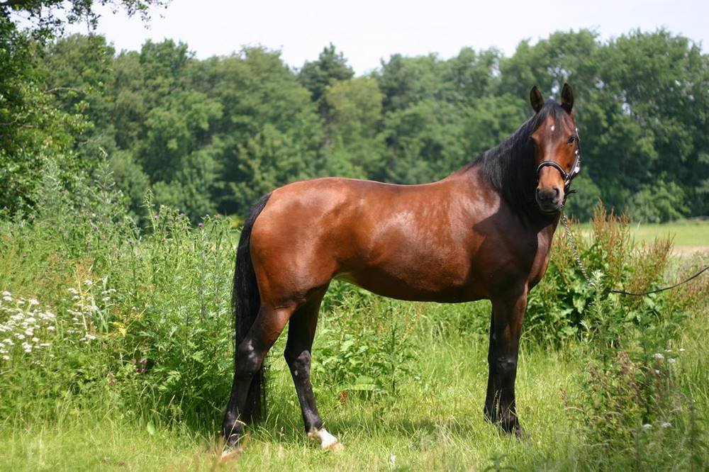 Smallest horse breeds