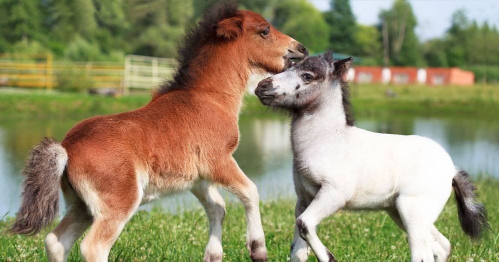 Smallest horse breeds