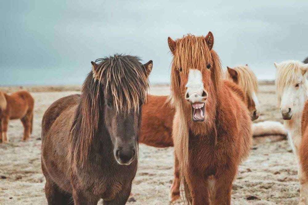 Smallest horse breeds