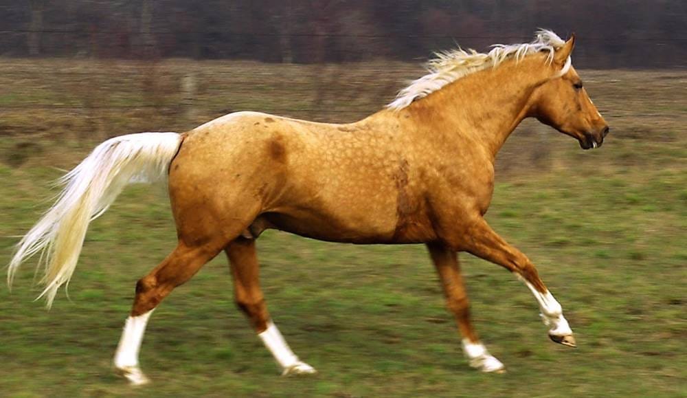 Smallest horse breeds