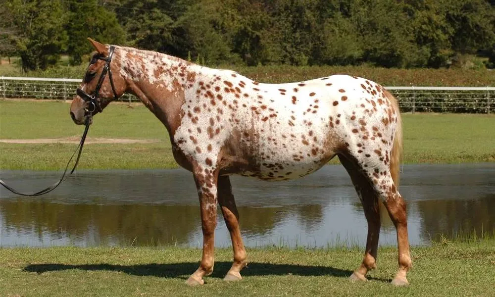 Rarest Horse Breeds Of The World 2024
