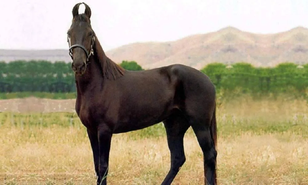 Rarest Horse Breeds Of The World 2024