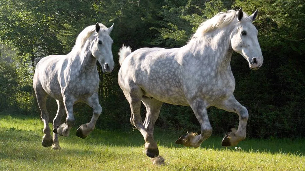 Percheron Horse