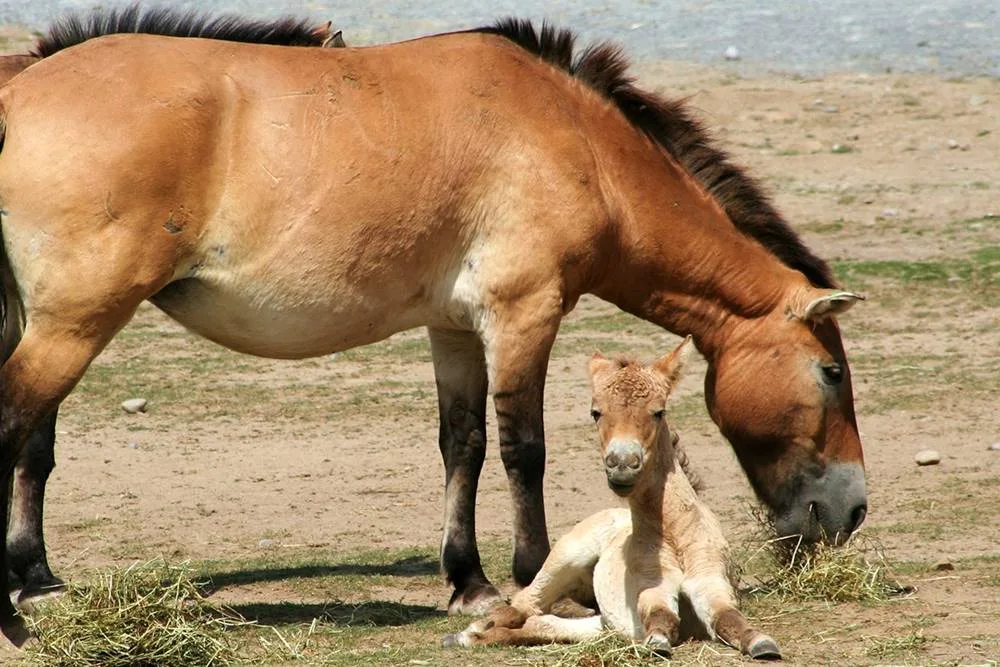 Rarest Horse Breeds Of The World 2024