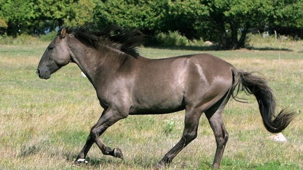 Rarest Horse Breeds Of The World 2024