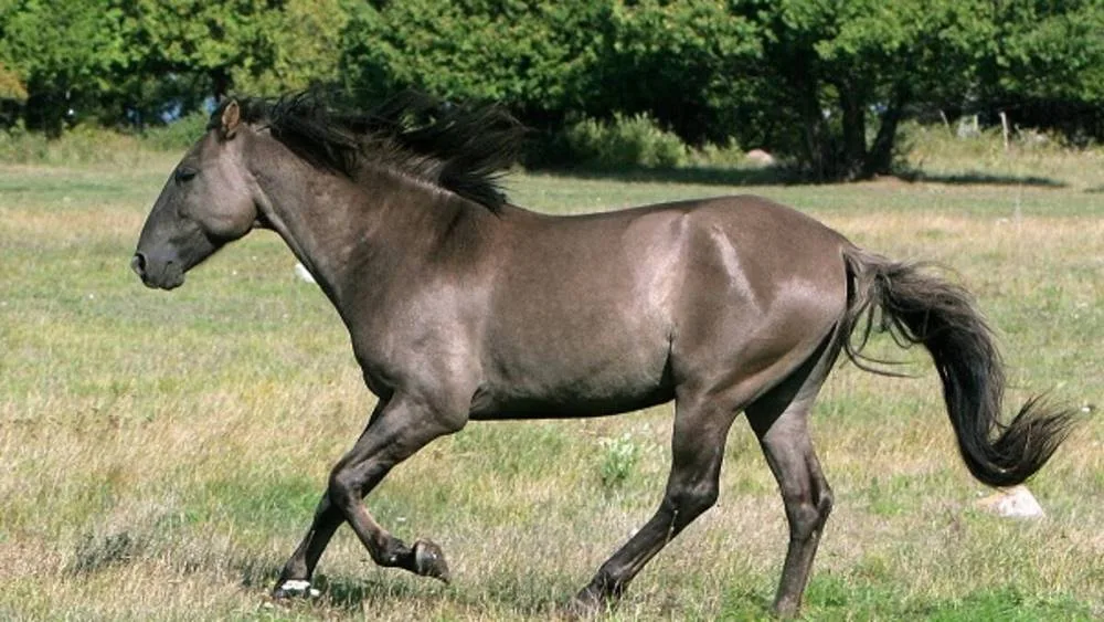 Rarest Horse Breeds Of The World 2024