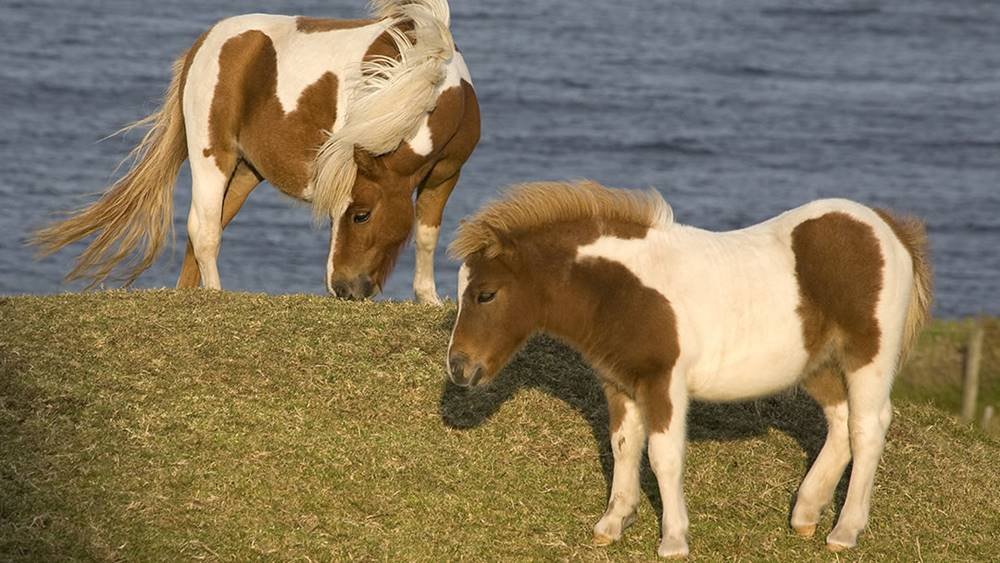 Smallest horse breeds