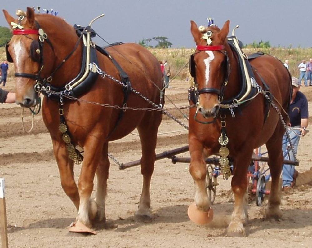 Rarest Horse Breeds Of The World 2024