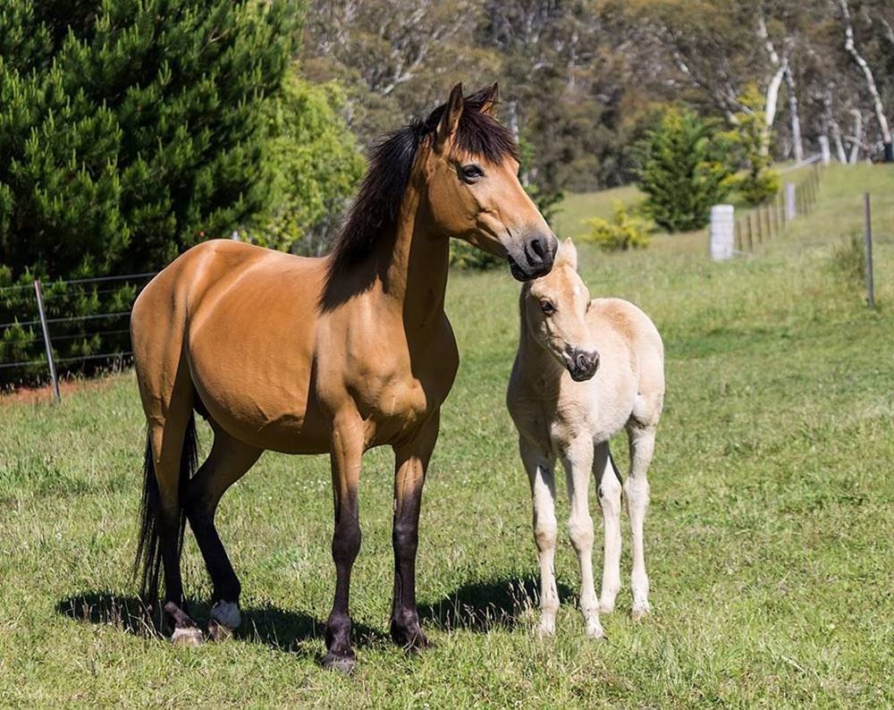 Smallest horse breeds