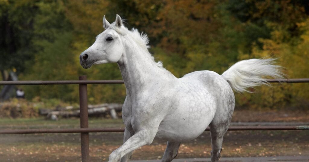 Arabian horse