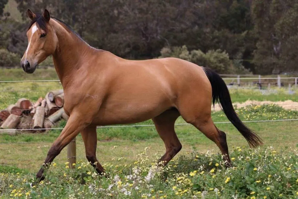 Australian Horse