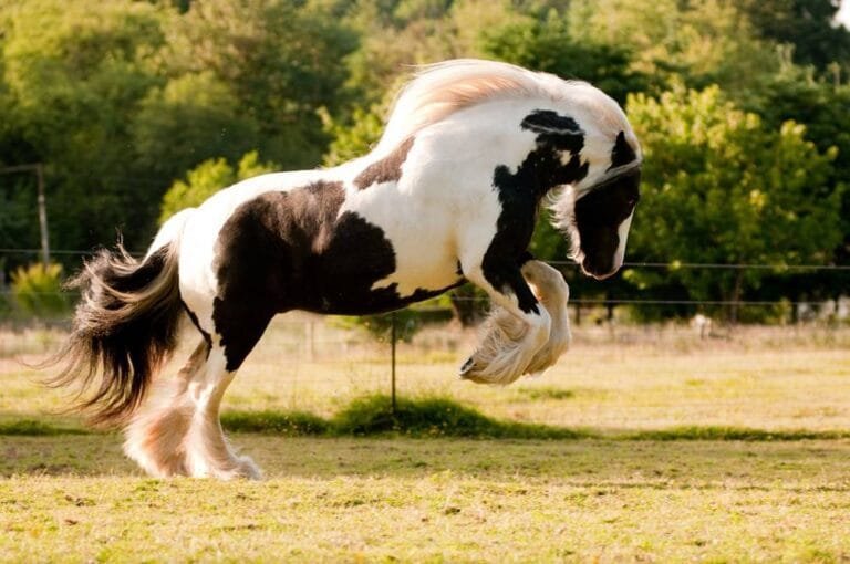 Gypsy Vanner Horses
