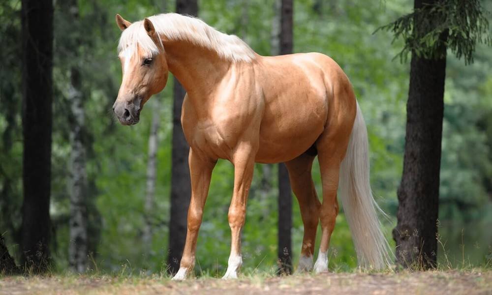 Palomino Horses