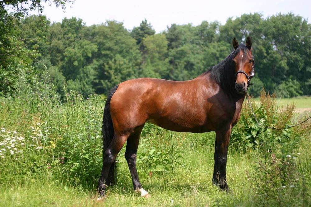 Warmblood Horses