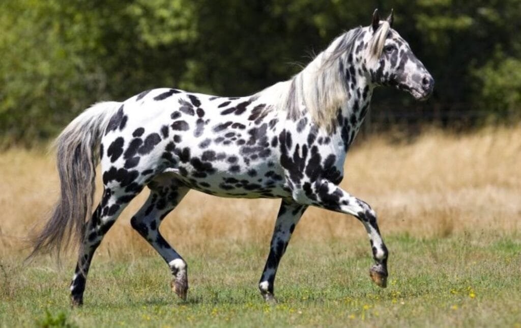 Appaloosa horse