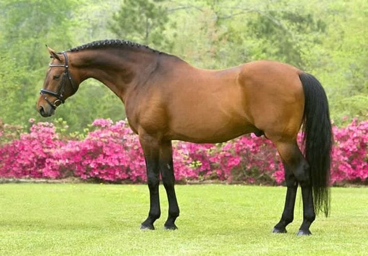 Danish Warmblood