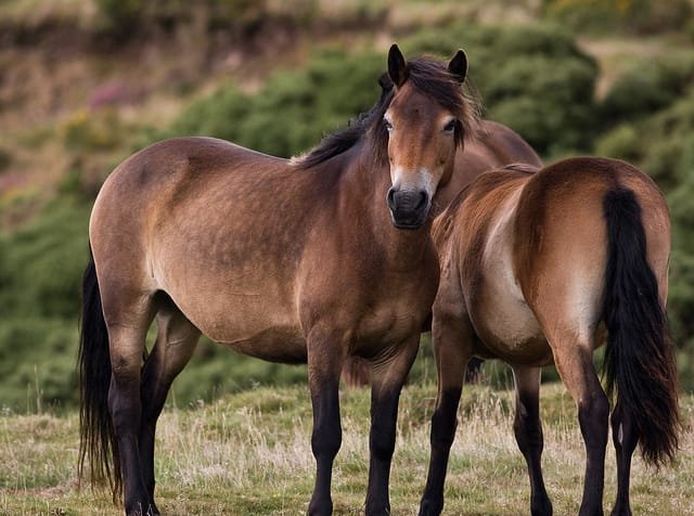Exmoor Pony